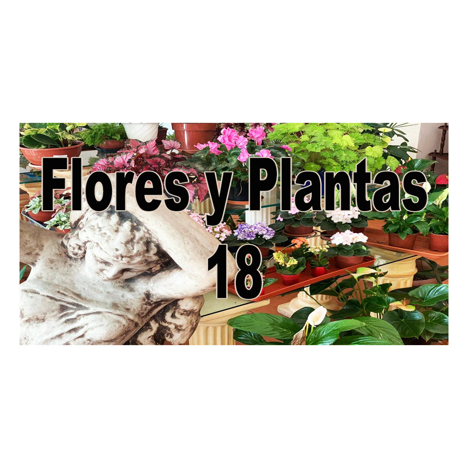 Flores y plantas 18